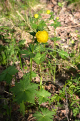 Yellow forest flower close-up.globe-flower .Botany