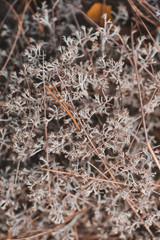 Grey moss texture in the forest