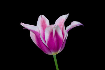 Beautiful tulip close up. Spring flowers