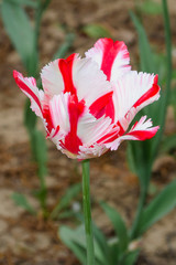 Beautiful tulip close up. Spring flowers