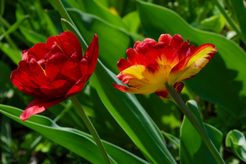 Beautiful tulip close up. Spring flowers