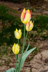 Obraz premium Beautiful tulip close up. Spring flowers