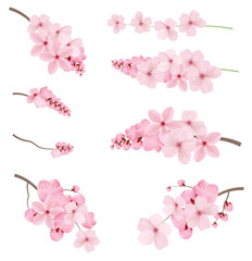 Dark and light pink sakura  flowers. © writerfantast