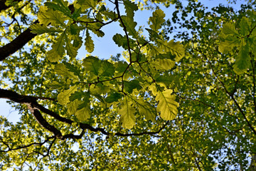 A branch with young green spring fresh leaves of oak illuminated by the sun and against the background of foliage of trees and blue sky