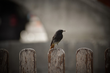 Black redstart catches its prey