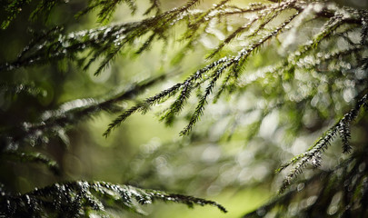 Blurred background  with fir-tree branches and bokeh