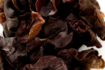 生きくらげ アップ