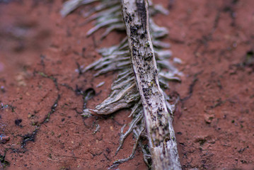 Dead plant texture over a wall