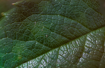 Leaf texture
