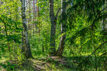 beautiful summer landscape, three birch trunks in a dark dense forest.