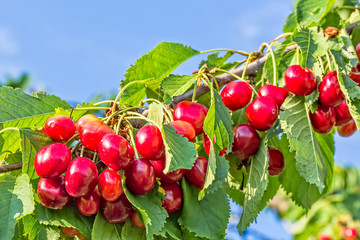 Ripe berries of a sweet cherry on a branch, close-up