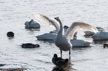 羽ばたくハクチョウ
