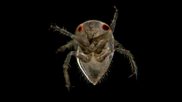adult larva of the water bug Notonecta glauca under a microscope, lives mainly in ponds and rivers, can fly, does it at night, is a predator, the larva feeds on plankton, and an adult can even attack