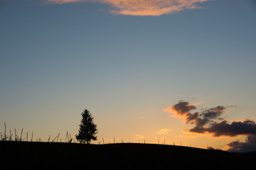 夕暮れの丘に立つ間つん木　美瑛町