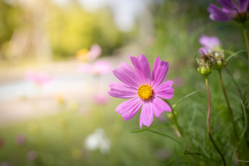 The background image of the colorful flowers