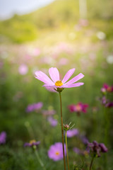 The background image of the colorful flowers