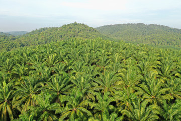Fototapeta na wymiar Palm oil plantation at rainforest edge. Deforestation in Malaysia destroys rain forest for oil palms