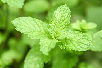 peppermint leaf in the garden - Fresh mint leaves in a nature green herbs or vegetables