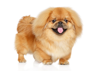 Cute Pekingese puppy