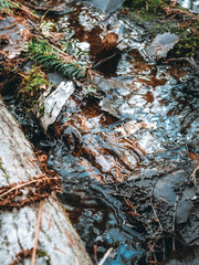 stream in the forest