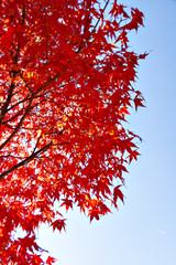 Autumn color of forest in Japan