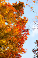 Autumn color of forest in Japan