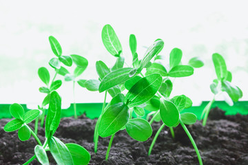 Green sprouts in the ground in the seedling box. The concept of development of scientific research in the field of GMOs, plant resistance to disease, selection, biotechnology of the future. Background