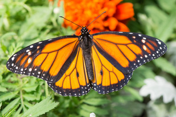 Butterfly 2019-37 / Monarch butterfly (Danaus plexippus)