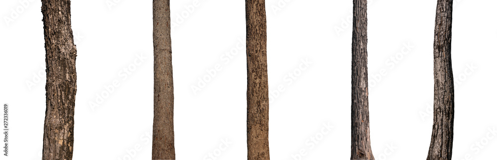 Poster isolated tree trunk collection on white background.