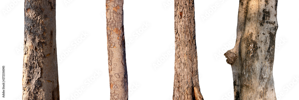 Poster isolated tree trunk collection on white background.