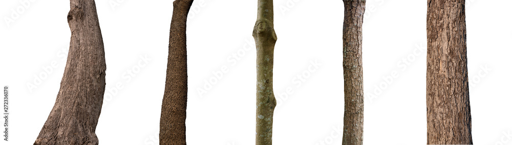 Poster isolated tree trunk collection on white background.