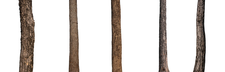 isolated tree trunk Collection on White background.