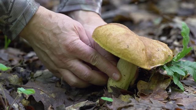 Man picking cep mushroom