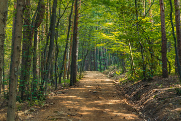 forest path in a bright day, beautiful landscape