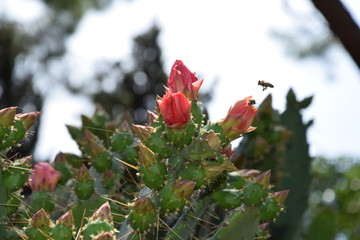 red opuntia humifusa with bee