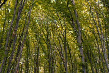 Fototapete bei efototapeten.de bestellen   