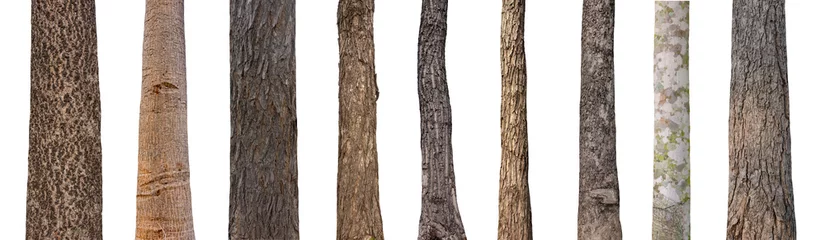 Dekokissen isolated tree trunk Collection on White background. © Sarawut