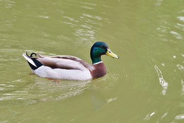 Mallard floating on lake. Male of wild duck (Anas platyrhynchos)
