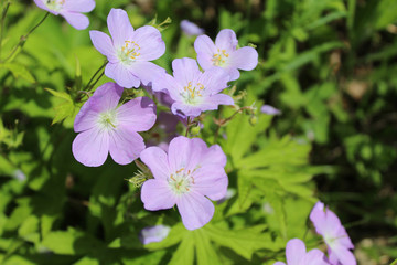 Numerous wild geranium blooms at Blue Star Memorial Woods in Glenview, Illinois