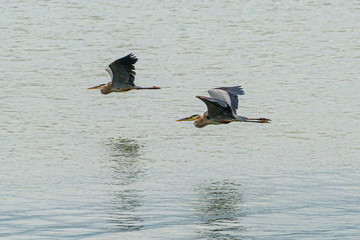 two great blue herons in flight