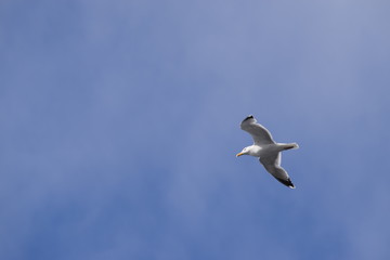 Flying seagull with blue sky background. Symbol for freedom, space for text. Bird with open wings in the air.