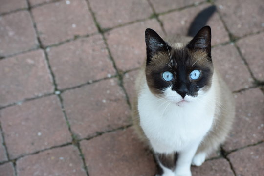 Siamese cat with intense pale blue eyes