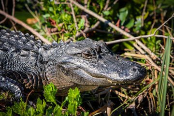 never smile at an alligator