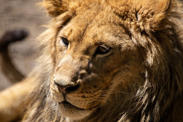 Lion Close-up