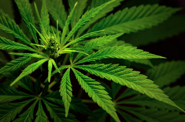 Naklejka na ściany i meble Large leaves of marijuana on a black background. Growing medical cannabis.