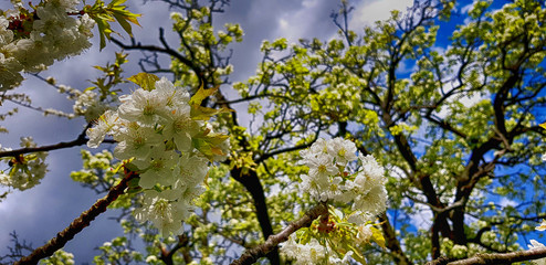 Weisse Kirschblüten