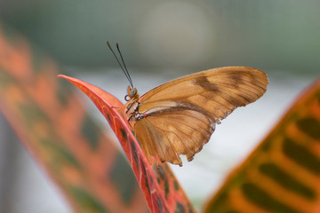 Butterfly 2019-41 / Julia butterfly (Dryas iulia)