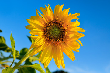 Yellow sunflowers grow in the field against a blue sky. Agricultural crops.
