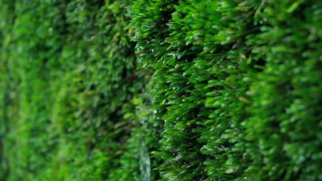 コケから滴る水滴