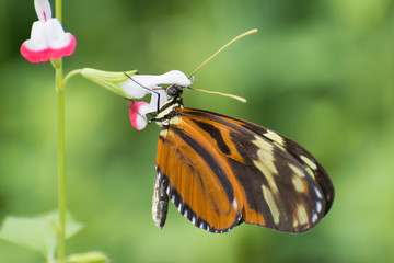 Butterfly 2019-42 / Tiger Longwing (Heliconius Hecale)
